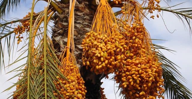 https://www.agritunisie.com/wp-content/uploads/palmier_dattier-640x330.jpg