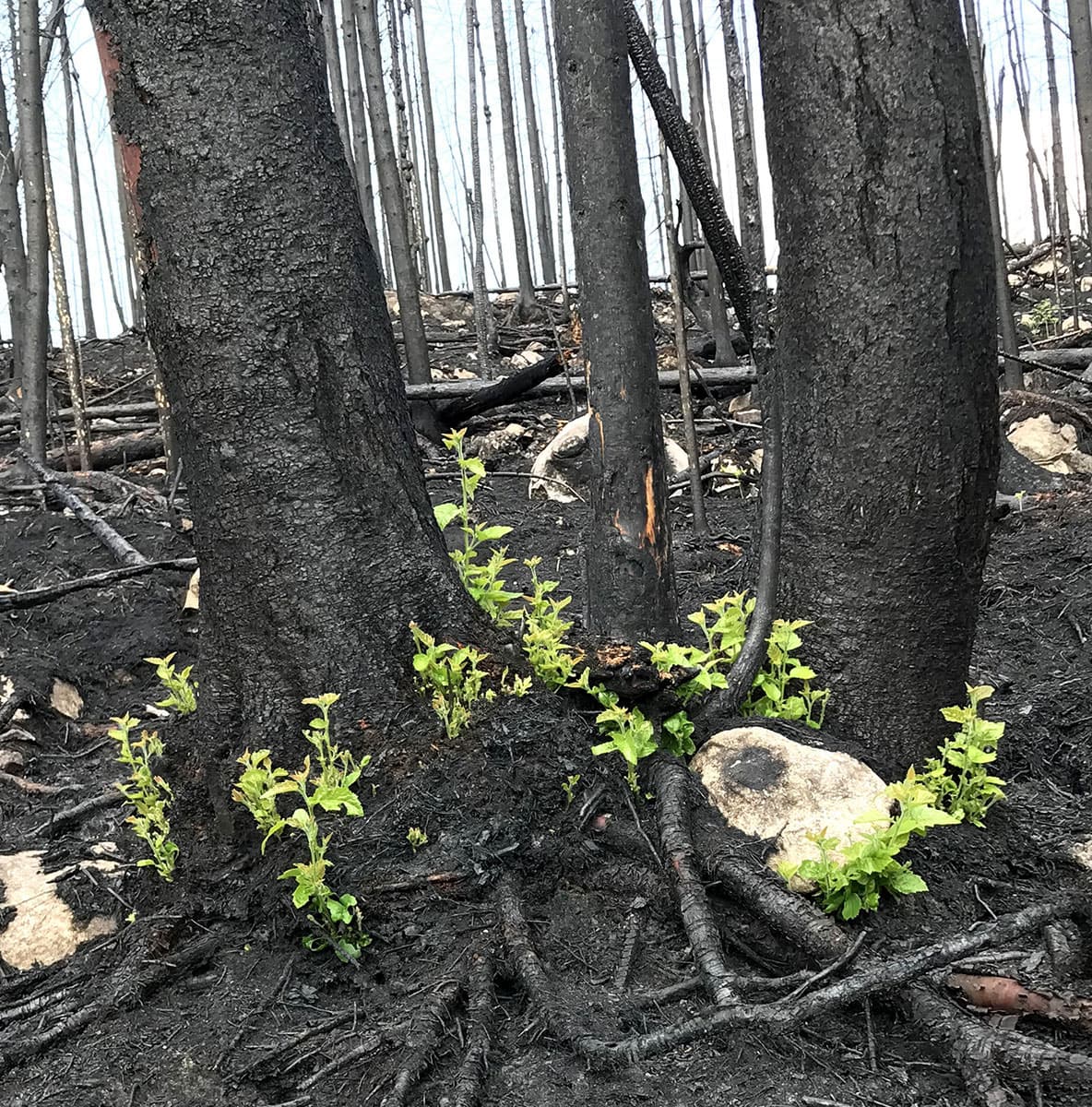 https://files.ontario.ca/affes-images-2020-07/mnrf-affes-fire-to-regeneration-1184x1200-2020-07-15.jpg